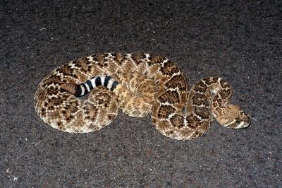 Crotalus atrox (western diamondback rattlesnake), Texas