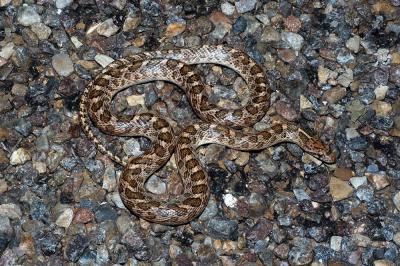 Arizona elegans (Kansas glossy snake), Texas