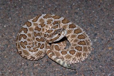 Juvie massasauga
