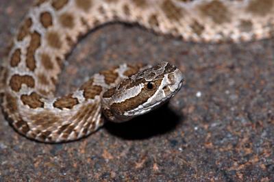 'Sauga closeup