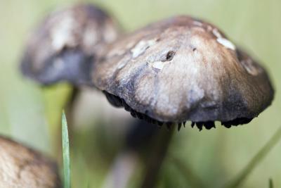 Mushrooms 2