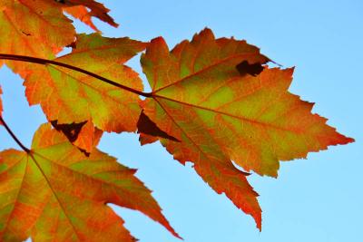 g4/24/539824/3/52204491.040926leaves01b.jpg