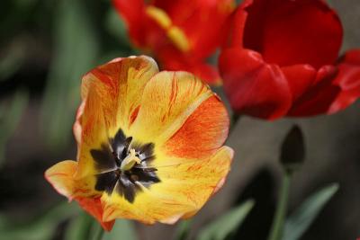 g4/24/539824/3/60122588.060430tulips11aj.jpg