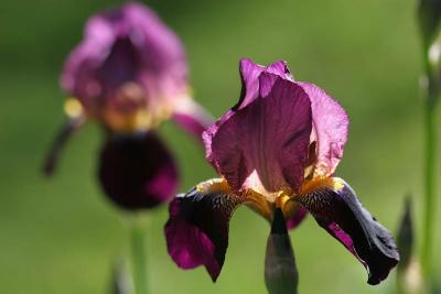 g4/24/539824/3/60568862.060521irises04aj.jpg