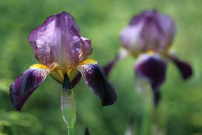 g4/24/539824/3/60929421.060528irises01b.jpg