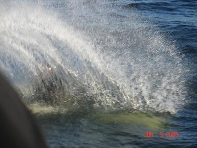 Jet Skier Wipeout.jpg