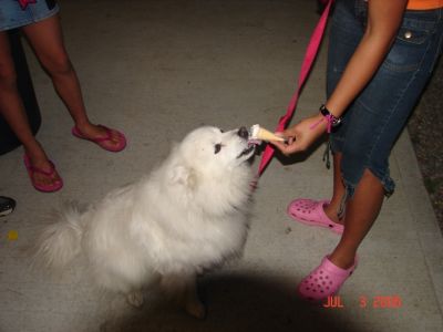 Dog Begging for Ice Cream.JPG