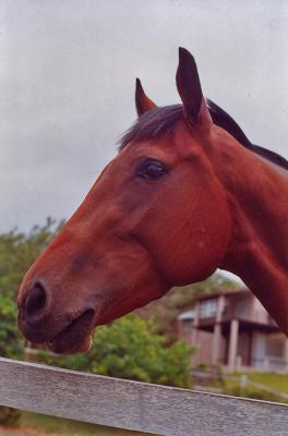 horse2 small.jpg