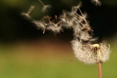 small dandelion 2.jpg