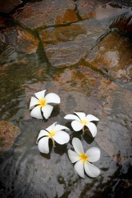 Four Flower