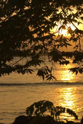 Sunrise behind the leaves