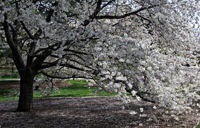 Heavy with Blossoms