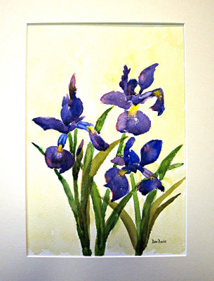 Japanese Iris