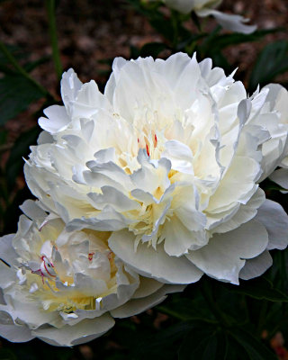 Peony No. 3