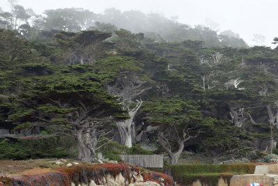 Monterey Cypress