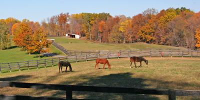 Three horses