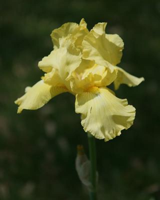 May Iris