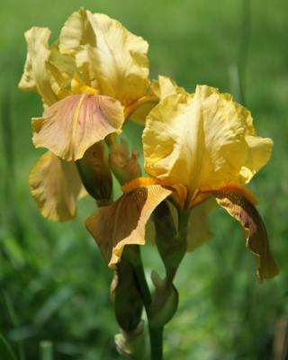 Iris pair