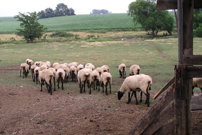 Out to pasture