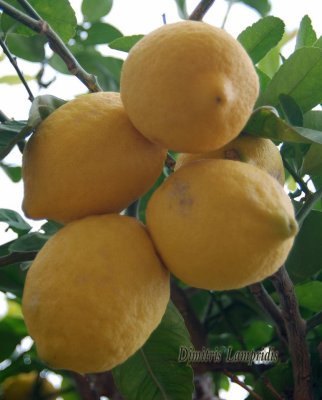 LEMONS ...