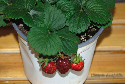 STRAWBERRYS ...