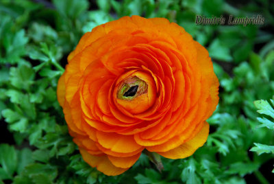 Ranunculus  asiaticus  ...