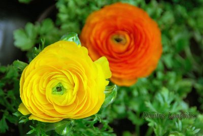 Ranunculus  asiaticus  ...