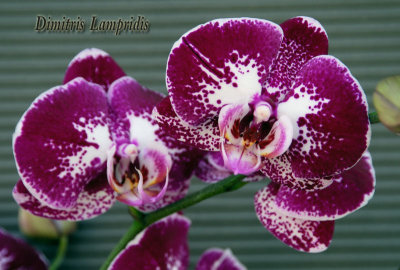 PHALAENOPSIS  -  HYBR.   ...