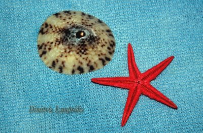 Diodora   italica  -  Starfish ...