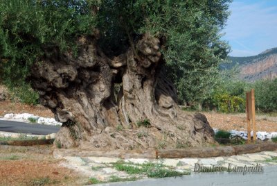 Olive tree  -  2500 years old  !!!