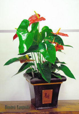 ANTHURIUM    FUEGO ...