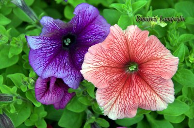 Petunia  Hybrida  ...