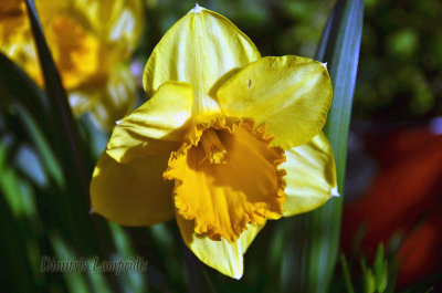 NARCISSUS - Tete  a  Tete  ...