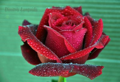 HYBRID  TEA  ROSE ...