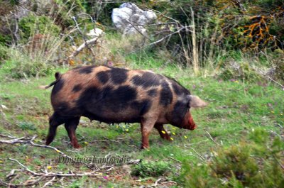 Variations Pig ...