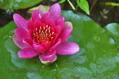 WATER    LILIES  ...
