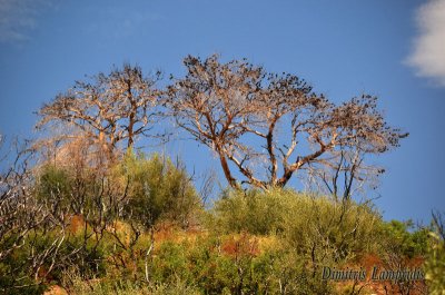 5 days ago, these trees were green ! ! !