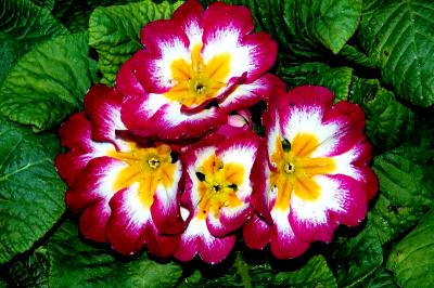 PRIMULA   ELATIOR   HYBR .    ...