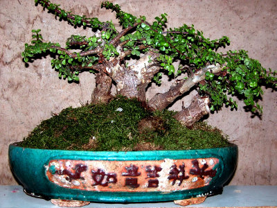 BONSAI ...