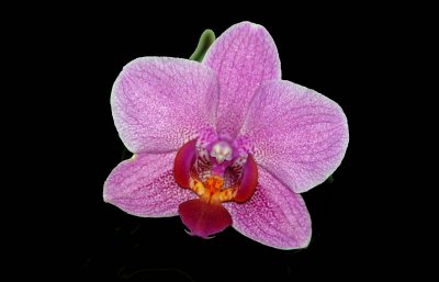 PHALAENOPSIS  -  HYBR.   ...