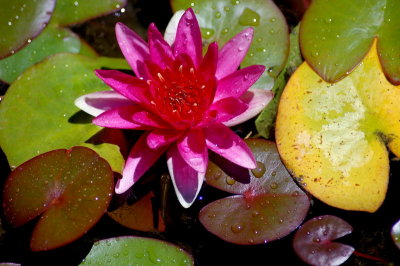 WATER    LILIES  ...