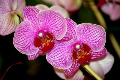 PHALAENOPSIS  -  HYBR.   ...