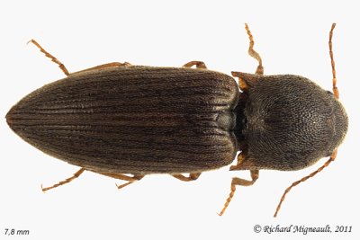 Click Beetle - Agriotes mancus 1 m11