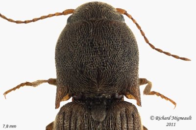 Click Beetle - Agriotes mancus 2 m11