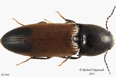 Click Beetle - Ampedus apicatus 1 m11