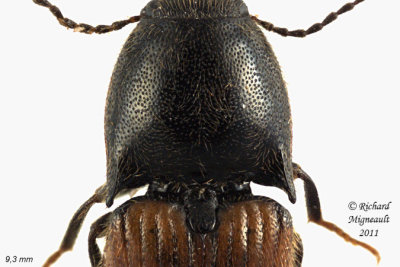 Click Beetle - Ampedus apicatus 2 m11