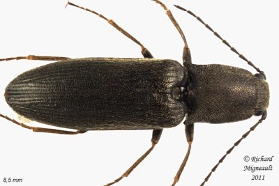 Click Beetle - Corymbitodes elongaticollis 1 m11