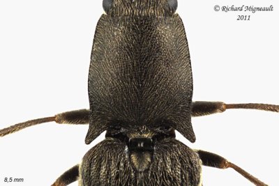 Click Beetle - Corymbitodes elongaticollis 2 m11