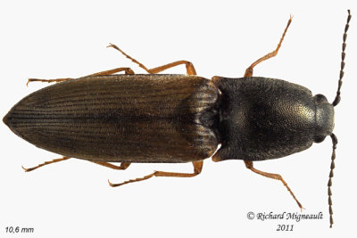 Click Beetle - Corymbitodes tarsalis 3 m11