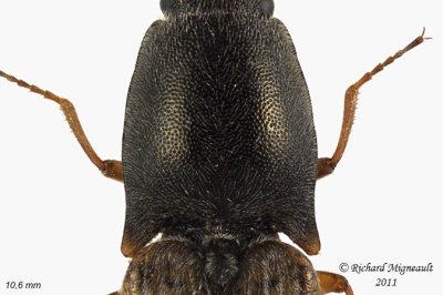Click Beetle - Corymbitodes tarsalis 4 m11
